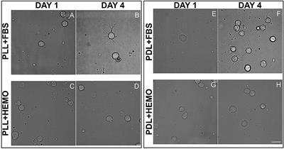 Corrigendum: A Novel Approach to Primary Cell Culture for Octopus Vulgaris Neurons